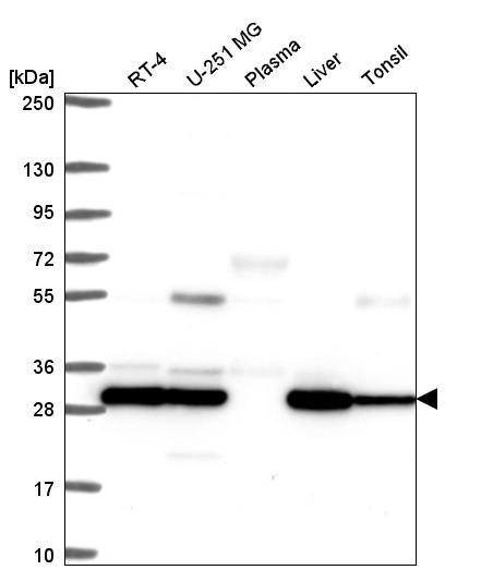 Anti-PSMB7 Antibody