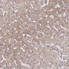 Anti-C9orf64 Antibody