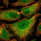 Immunofluorescent staining of human cell line HeLa shows localization to nucleoplasm & cytosol.