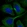 Anti-RABIF Antibody