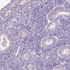 Immunohistochemical staining of human endometrium shows very weak positivity in glandular cells.
