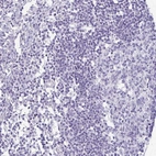Immunohistochemical staining of human lymph node shows very weak positivity in non-germinal center cells.