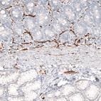 Anti-NCAM1 Antibody