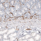 Immunohistochemical staining of human duodenum shows strong positivity in peripheral ganglion and nerves.