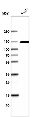 Western blot analysis in human cell line A-431.
