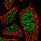 Immunofluorescent staining of human cell line HeLa shows localization to nucleoplasm.