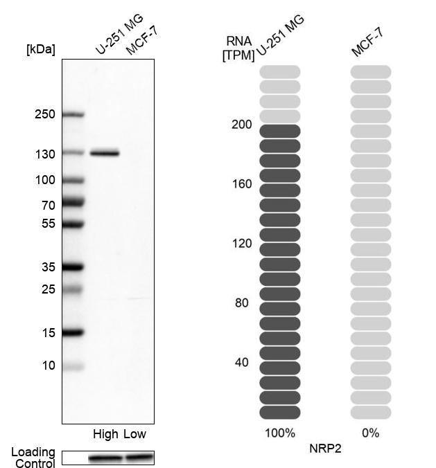 Anti-NRP2 Antibody