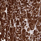 Anti-UBE2C Antibody