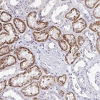 Anti-EIF1AD Antibody