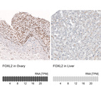 Anti-FOXL2 Antibody