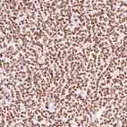 Anti-FOXL2 Antibody