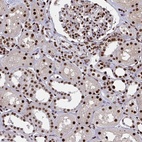Anti-ZNF607 Antibody