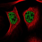 Immunofluorescent staining of human cell line U-2 OS shows localization to nuclear speckles.