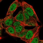 Immunofluorescent staining of human cell line Hep G2 shows localization to nucleoplasm & cytosol.