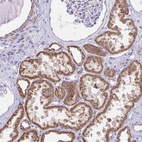 Anti-ZNF483 Antibody
