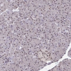 Immunohistochemical staining of human pancreas shows low expression as expected.