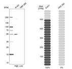 Western blot analysis in human cell lines A-431 and HEK293 using Anti-TACSTD2 antibody. Corresponding TACSTD2 RNA-seq data are presented for the same cell lines. Loading control: Anti-COX4I1.
