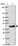 Anti-LRTM2 Antibody