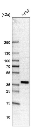 Western blot analysis in human cell line K562.