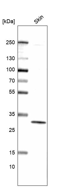Anti-GJB4 Antibody