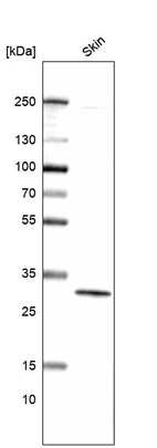 Anti-GJB4 Antibody