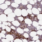 Anti-APOBEC3D Antibody