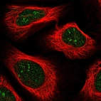 Immunofluorescent staining of human cell line U-2 OS shows localization to nucleus & nucleoli fibrillar center.