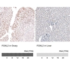 Anti-FOXL2 Antibody