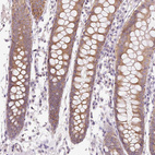 Immunohistochemical staining of human colon shows weak to moderate granular cytoplasmic positivity in glandular cells.