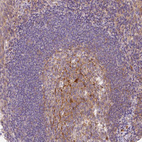 Immunohistochemical staining of human lymphoid tissues shows moderate granular cytoplasmic positivity in germinal center cells.