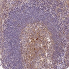 Immunohistochemical staining of human lymphoid tissues shows moderate granular cytoplasmic positivity in germinal center cells.