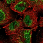 Immunofluorescent staining of human cell line U-251 MG shows localization to nucleoplasm & mitochondria.