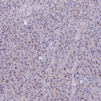 Immunohistochemical staining of human pancreas shows low expression as expected.