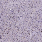 Immunohistochemical staining of human pancreas shows low expression as expected.