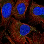 Immunofluorescent staining of human cell line U-2 OS shows localization to microtubule organizing center.