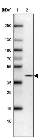 Lane 1: Marker [kDa] 250, 130, 100, 70, 55, 35, 25, 15, 10_br/_Lane 2: Human cell line U-87 MG