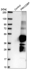 Western blot analysis in control (vector only transfected HEK293T lysate) and PRKCDBP over-expression lysate (Co-expressed with a C-terminal myc-DDK tag (~3.1 kDa) in mammalian HEK293T cells, LY403419).