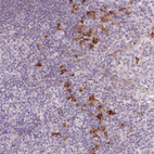 Anti-HAX1 Antibody