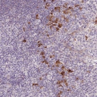 Anti-HAX1 Antibody
