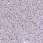 Immunohistochemical staining of human pancreas shows very weak granular cytoplasmic positivity in exocrine glandular cells.