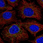 Immunofluorescent staining of human cell line HeLa shows localization to mitochondria.