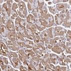 Anti-TTC9C Antibody