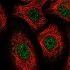 Immunofluorescent staining of human cell line A549 shows localization to nucleoplasm.