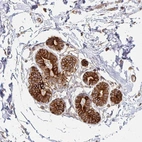 Anti-ARHGAP35 Antibody