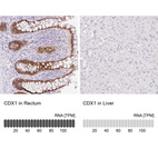 Anti-CDX1 Antibody