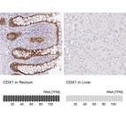 Anti-CDX1 Antibody