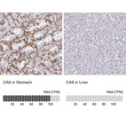 Anti-CA9 Antibody