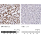 Anti-CA9 Antibody