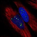 Immunofluorescent staining of human cell line HeLa shows localization to nucleoli fibrillar center.