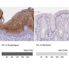 Anti-IVL Antibody